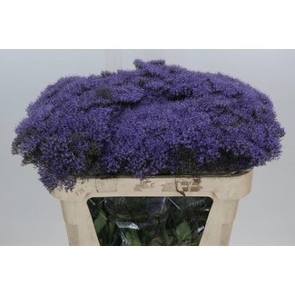 Freshy Trachelium “Blue Lake Michigan” | Couleur: Violet | Longueur ± 70 centimètre | Par 20 tiges de fleurs fraîches