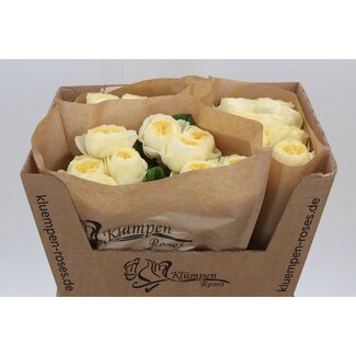Freshy Roses “Nona” | Couleur: Wit Geel | Longueur ± 60 centimeter | Par 10 roses