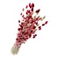 Boeket droogbloemen Phalaris "Lady Mix" | Lengte ± 65 centimeter | Gewicht ± 175 gram
