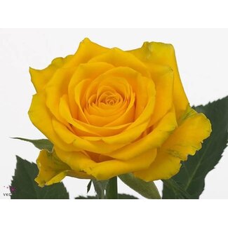 Freshy Roses “High & Exotic” | Couleur: Jaune | Longueur ± 60 centimeter | Par 25 roses
