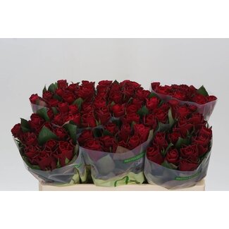 Freshy Roses “Red Tacazzi” | Couleur: Rouge | Longueur ± 50 centimeter | Par 20 roses