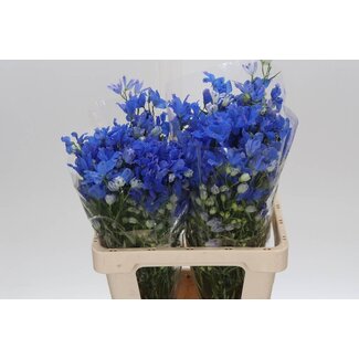 Freshy Delphinium Elatum “Energy Blue” | Couleur: Bleu | Longueur ± 60 centimeter | Par 20 fleurs fraîches
