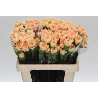 Freshy Kurze Nelke “Crimea” | Farbe: aprikosenfarben | Länge ± 55 centimeter | Pro 20 frische Blumen