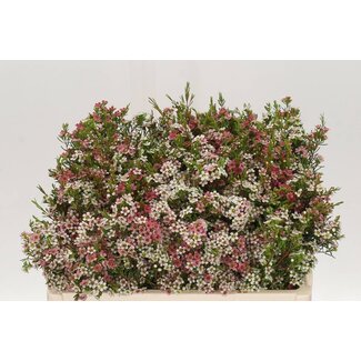 Freshy Chamelaucium Waxflower “My Sweet 16” | Couleur: Couleurs mélangées | Longueur ± 50 centimeter | Par 25 fleurs fraîches