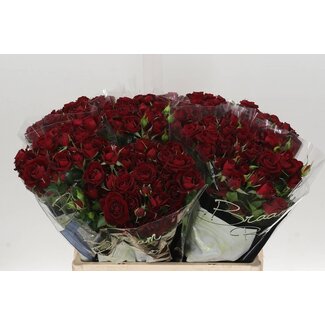 Freshy Rose en grappes “Rubicon” | Couleur: Rouge | Longueur ± 60 centimeter | Par 10 fleurs fraîches