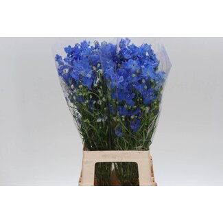 Freshy Delphinium Elatum “Energy Blue” | Couleur: Bleu | Longueur ± 70 centimeter | Par 20 fleurs fraîches