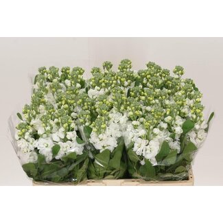 Freshy Matthiola Incana giroflées “Centum White” | Couleur: Blanc | Longueur ± 55 centimeter | Par 10 fleurs fraîches