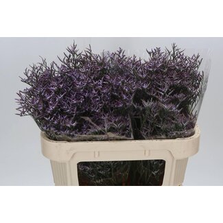 Freshy Limonium Safora “Lilas” | Couleur: Violet | Longueur ± 70 centimeter | Par 25 tiges de fleurs fraîches