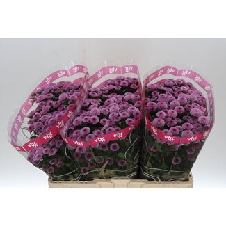 Freshy Chrysantheme Chrysant Santini “Toss” | Farbe: Lila | Länge ± 55 centimeter | Pro 25 Stiele frische Blumen