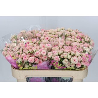 Freshy Rose en grappes “Creamy Twister” | Couleur: Rose | Longueur ± 70 centimeter | Par 10 fleurs fraîches