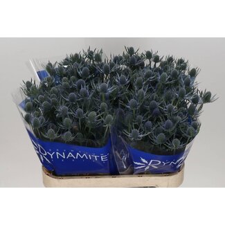 Freshy Eryngium Alpinum “Blue Dynamite” | Farbe: Blau | Länge ± 80 centimeter | Pro 10 frische Blumen