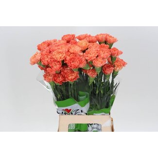 Freshy Oeillet long “Funza Hermes Orange” | Couleur: Orange | Longueur ± 70 centimeter | Par 20 fleurs fraîches