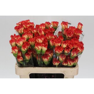 Freshy Kurze Nelke “Zenit” | Farbe: Rot | Länge ± 55 centimeter | Pro 20 frische Blumen