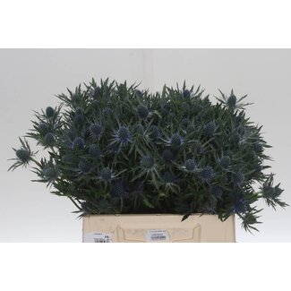 Freshy Eryngium “Orion Qstar” | Farbe: Violett | Länge ± 40 centimeter | Pro 20 frische Blumen
