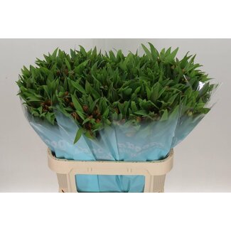 Freshy Alstroemeria “Dancing Queen” | Farbe: Orange | Länge ± 75 Zentimeter | Pro 10 Stiele frische Blumen