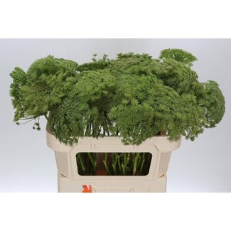 Freshy Ammi Visnaga “Grüner Nebel” | Farbe: Grün | Länge ± 70 centimeter | Pro 10 frische Blumen