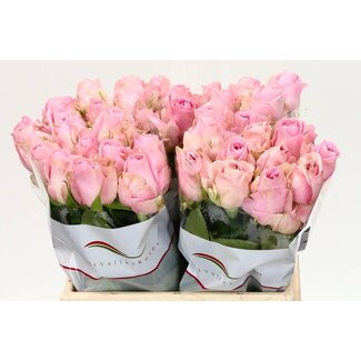 Freshy Rosen “Heidi” | Farbe: Rosa | Länge ± 40 centimeter | Pro 20 Rosen