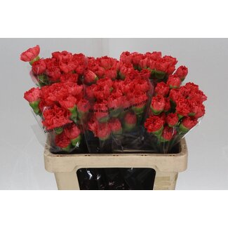 Freshy Kurze Nelke “Caroline” | Farbe: Orange | Länge ± 55 centimeter | Pro 20 frische Blumen