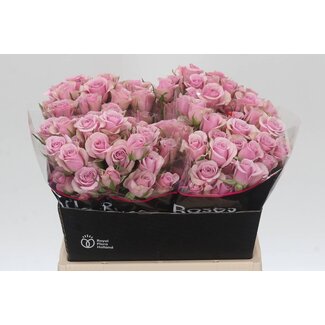 Freshy Holländische Trosrose “Leila” | Farbe: Lila Rosa | Länge ± 40 centimeter | Pro 20 frische Blumen