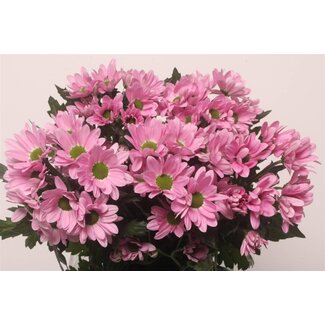 Freshy Rispenchrysant Chrysanthemum “Rihanna” | Farbe: Rosa | Länge ± 70 centimeter | Pro 10 Stelen frische Blumen