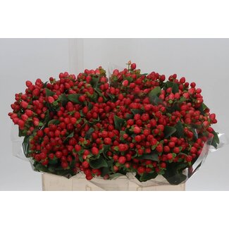 Freshy Hypericum Johanniskraut “Magical Triumph” | Farbe: Rot | Länge ± 50 centimeter | Pro 25 frische Blumen