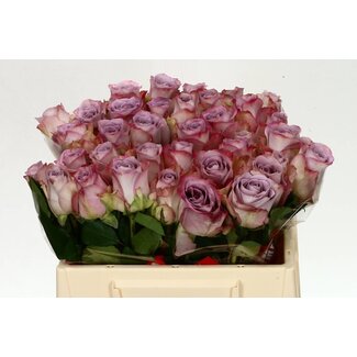 Freshy Roses “Memory Lane” | Couleur: Rose | Longueur ± 35 centimeter | Par 20 roses