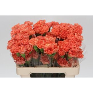 Freshy Oeillet court “Hermes Orange” | Couleur: Orange | Longueur ± 55 centimeter | Par 20 fleurs fraîches
