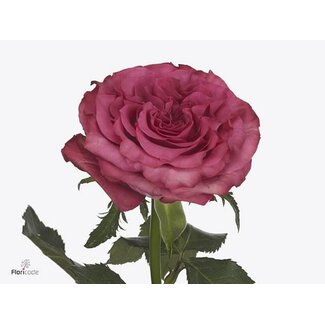 Freshy Großblütige Rose “Country Blues” | Farbe: Rosa | Länge ± 60 centimeter | Pro 25 frische Blumen
