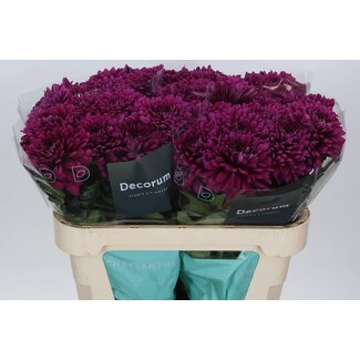Freshy Deko Chrysantheme Chrysant “Lamira” | Farbe: Lila | Länge ± 70 centimeter | Pro 10 frische Blumen