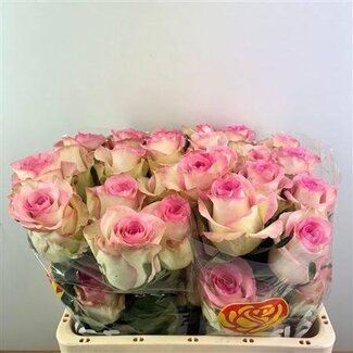 Freshy Rose de luxe “Swan” | Couleur: Rose | Longueur ± 50 centimeter | Par 25 fleurs fraîches