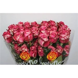 Freshy Großblütige Rose “Magic Times” | Farbe: Rosa | Länge ± 60 centimeter | Pro 25 frische Blumen