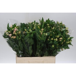 Freshy Kurze Alstroemeria “Pink Floyd” | Farbe: Rosa | Länge ± 60 centimeter | Pro 20 Stiele frische Blumen