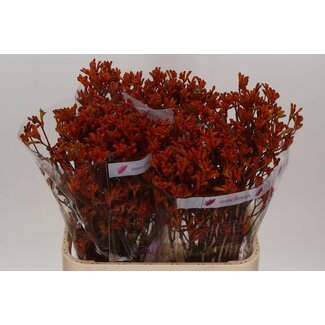 Freshy Anigozanthos Kängurupfote “Orange” | Farbe: Gemischte Farben | Länge ± 80 centimeter | Pro 20 Stiele frische Blumen