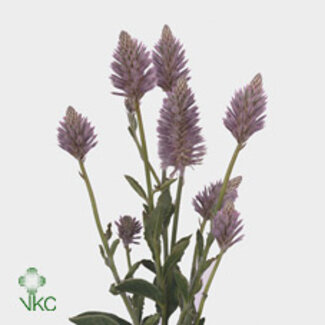 Freshy Ptilotus Exaltatus | Couleur: Violet | Longueur ± 40 centimeter | Par 30 tiges de fleurs fraîches