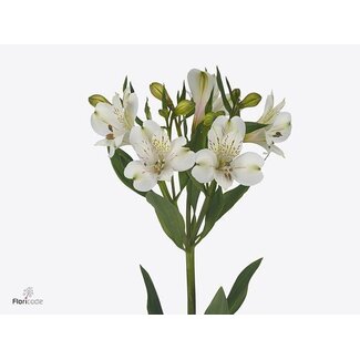 Freshy Alstroemeria “White Swan” | Farbe: Weiß | Länge ± 75 centimeter | Pro 10 Stiele frische Blumen