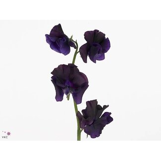 Freshy Lathyrus Prunkwicke “Win Sun Navy” | Kleur: Lila | Lengte ± 50 centimeter | Per 50 verse bloemen