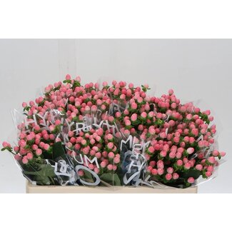 Freshy Hypericum St John's wort “Coco Casino” | Colour: Pink | Length ± 50 centimetre | Per 20 fresh stems