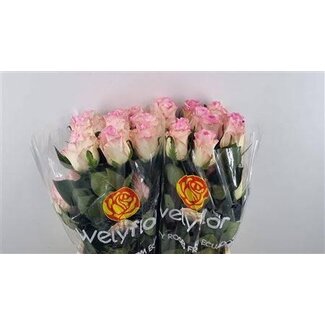 Freshy Roses “Mandala” | Couleur: Rose | Longueur ± 40 centimeter | Par 25 roses