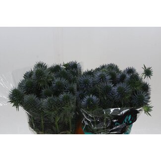Freshy Eryngium chardon croisé “Scorpius Questar” | Couleur: Bleu | Longueur ± 70 centimeter | Par 10 tiges de fleurs fraîches