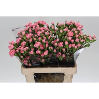 Freshy Spray-Nelke “Pink Pigeon” | Farbe: Rosa | Länge ± 60 centimeter | Pro 20 frische Blumen