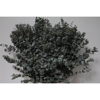 Freshy Eucalyptus Gunnii | Farbe: Grün | Länge ± 70 centimeter | 300 gram pro Bund | Pro 5 Bunde