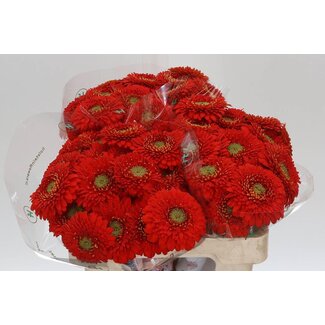 Freshy Germini Aqua Pomponi “Amore” | Couleur: Rouge | Longueur ± 50 centimeter | Par 20 fleurs fraîches