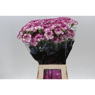 Freshy Lange Nelke “Kino” | Farbe: Weiß | Länge ± 70 centimeter | Pro 20 frische Blumen