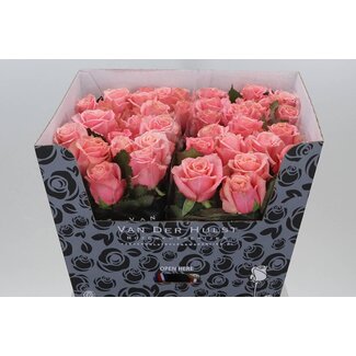 Freshy Rosen “Adele” | Farbe: Rosa | Länge ± 70 centimeter | Pro 10 Rosen