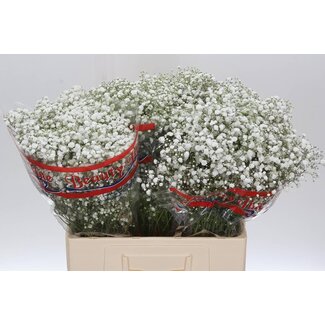 Freshy Gypsophila Paniculata Gypsophile “Xlence” | Couleur: Blanc | Longueur ± 60 centimeter | Par 25 tiges de fleurs fraîches