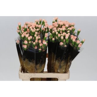 Freshy Œillet en grappe “Hamada” | Couleur: Rose | Longueur ± 60 centimeter | Par 25 fleurs fraîches