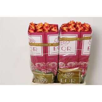 Freshy Rose à grandes fleurs “Silantoi” | Couleur: Orange | Longueur ± 60 centimeter | Origine Équateur | Par 25 fleurs fraîches