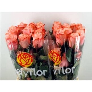 Freshy Roses “Be Sweet” | Couleur: Orange Rose | Longueur ± 60 centimètre | Par 25 roses