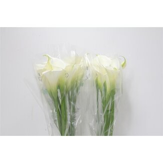 Freshy Zantedeschia Calla “Colombe Paix” | Couleur: Blanc | Longueur ± 90 centimeter | Par 5 fleurs fraîches