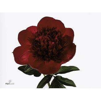 Freshy Paeonia Pfingstrose L “Red Charm” | Farbe: Rot | Länge ± 55 centimeter | Pro 10 frische Blumen
